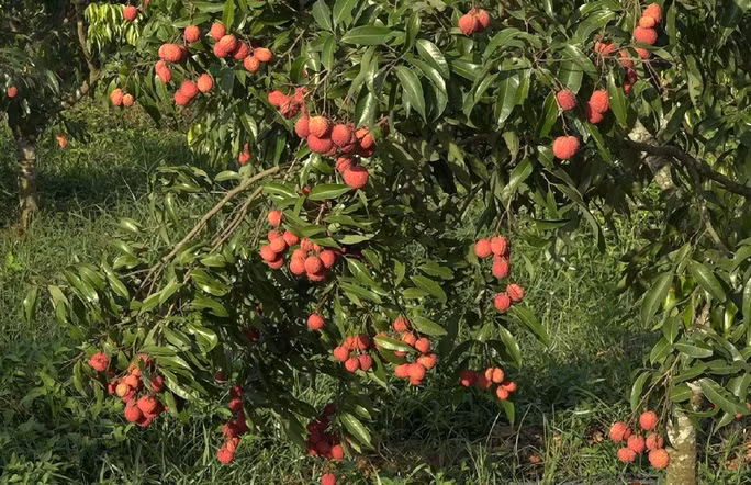 Vải không hạt được đánh giá là có vị ngọt thanh, ít đường, rất tốt cho sức khỏe người sử dụng. Ảnh: Người lao động