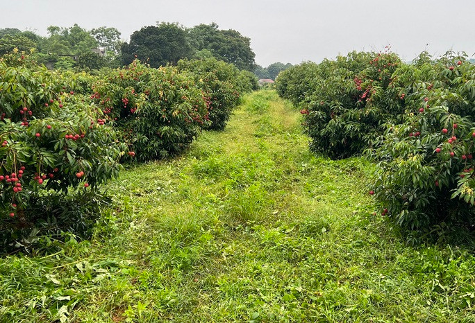 Vải không hạt hay còn gọi vải ngọc được nhân giống và gieo trồng tại vùng núi huyện Ngọc Lặc, tỉnh Thanh Hóa. Đây là sản phẩm do Công ty CP Tập đoàn Hồ Gươm nhân giống, gieo trồng và phát triển từ năm 2019. Ảnh: Người lao dộng