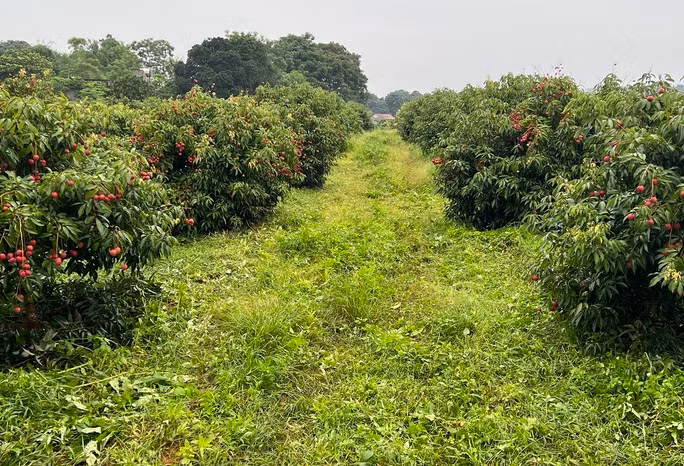 Vải không hạt hay còn gọi vải ngọc được nhân giống và gieo trồng tại vùng núi huyện Ngọc Lặc, tỉnh Thanh Hóa. Đây là sản phẩm do Công ty CP Tập đoàn Hồ Gươm nhân giống, gieo trồng và phát triển từ năm 2019. Ảnh: Người lao dộng