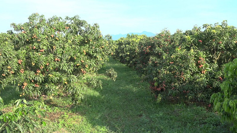 Vựa vải thiều không hạt tại đây có diện tích khoảng 30 ha và được xem là lớn nhất Việt Nam hiện nay. Ảnh: Thanhhoa.gov