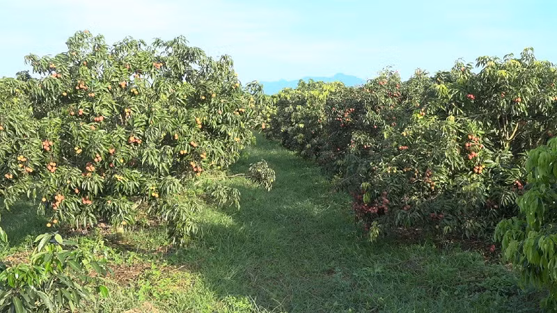 Vựa vải thiều không hạt tại đây có diện tích khoảng 30 ha và được xem là lớn nhất Việt Nam hiện nay. Ảnh: Thanhhoa.gov