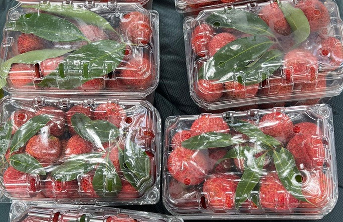 Đặc biệt, công ty còn có hộp đặc biệt giá 800.000 đồng/hộp (chỉ sản xuất 200 hộp) là những quả vải được tuyển chọn từ các nông trại trồng theo tiêu chuẩn nghiêm ngặt, tỷ lệ đường thấp, phù hợp với người bị tiểu đường. Ảnh: Người lao động