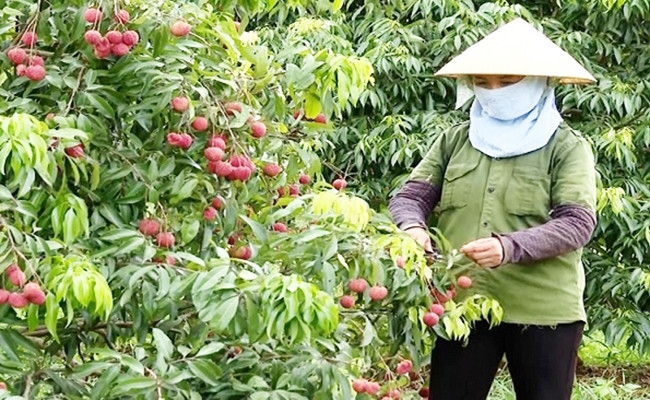 Hiện tại, vườn vải thiều không hạt ở Ngọc Lặc (Thanh Hoá) còn khoảng 15 tấn vải, sẽ được thu hoạch từ giờ tới hết tháng 6. Ảnh: Báo dân tộc