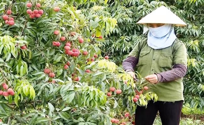 Hiện tại, vườn vải thiều không hạt ở Ngọc Lặc (Thanh Hoá) còn khoảng 15 tấn vải, sẽ được thu hoạch từ giờ tới hết tháng 6. Ảnh: Báo dân tộc