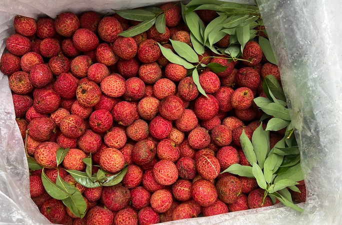 Tại thị trường trong nước, giá bán vải thiều không hạt khá cao, khoảng 170.000 đồng/kg (bán buôn) và 250.000 đồng - 550.000 đồng/kg (đã được chọn lựa và đóng hộp cẩn thận) nhưng vẫn "cháy hàng". Ảnh: Người lao động