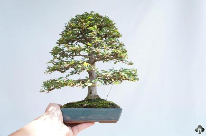 Ngày nay, Shohin bonsai ngày càng phổ biến, đặc biệt là ở những không gian hạn chế. Một nguyên tắc là chậu và cây Shohin phải đủ nhỏ để được giữ trên lòng bàn tay.