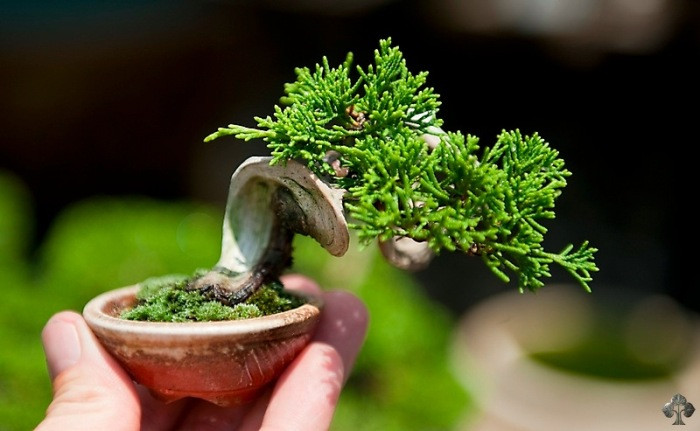Một tác phẩm bonsai mini duyên dáng khác. Nguồn ảnh: Bonsaiempire.