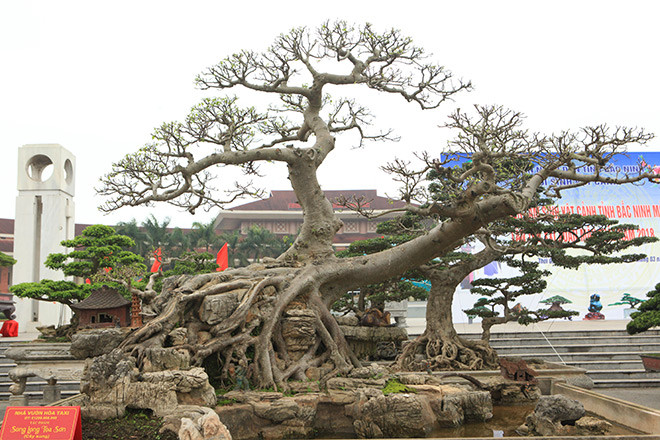 Tác phẩm sung bonsai có dáng uy nghi, nhìn từ xa giống biểu tượng của 2 chú rồng đang nằm trên núi. Ảnh: Hoacanhquangvy