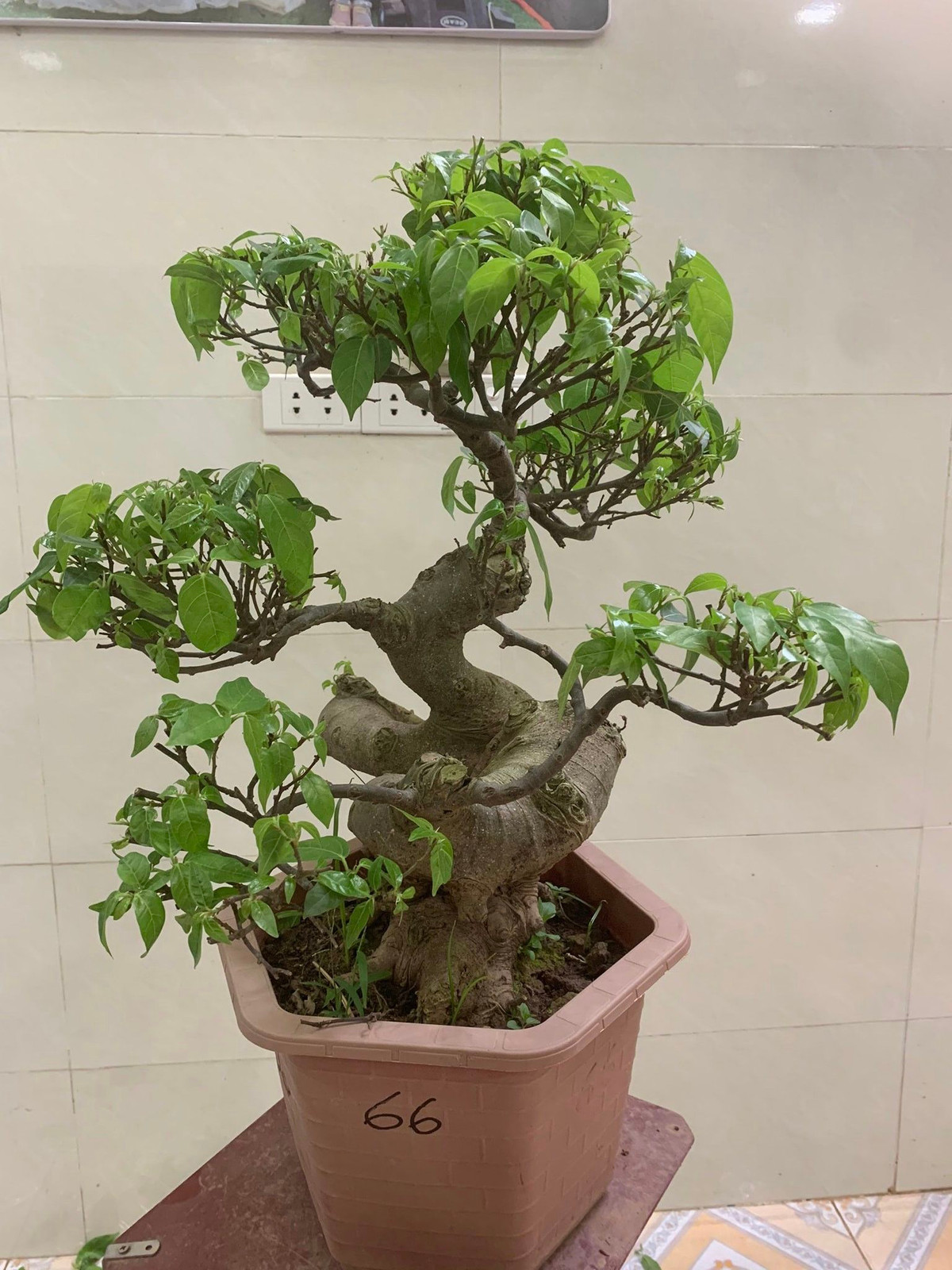 Không đòi hỏi chăm sóc đặc biệt, nhưng để có một chậu bonsai sung mini đẹp, người trồng phải mất nhiều thời gian cắt, tỉa. Ảnh: Facebook