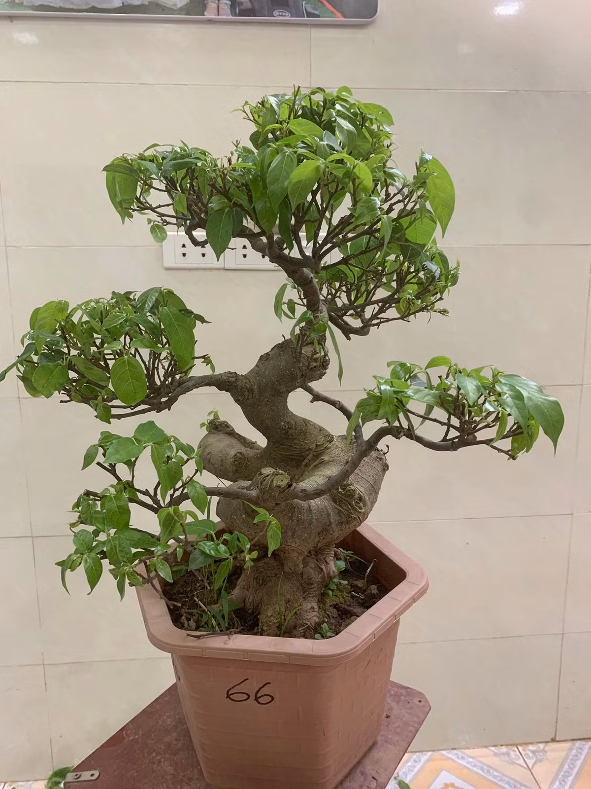 Không đòi hỏi chăm sóc đặc biệt, nhưng để có một chậu bonsai sung mini đẹp, người trồng phải mất nhiều thời gian cắt, tỉa. Ảnh: Facebook