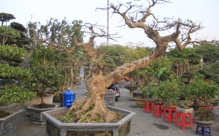 Cây sung dáng lạ, gốc có nhiều rễ lớn nổi trên mặt đất, màu bệ rễ như đã hóa thạch. Ảnh: VTCNEws