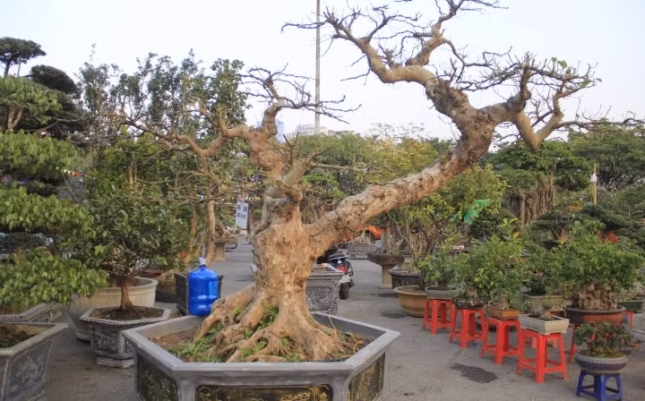 Cây sung dáng lạ, gốc có nhiều rễ lớn nổi trên mặt đất, màu bệ rễ như đã hóa thạch. Ảnh: VTCNEws