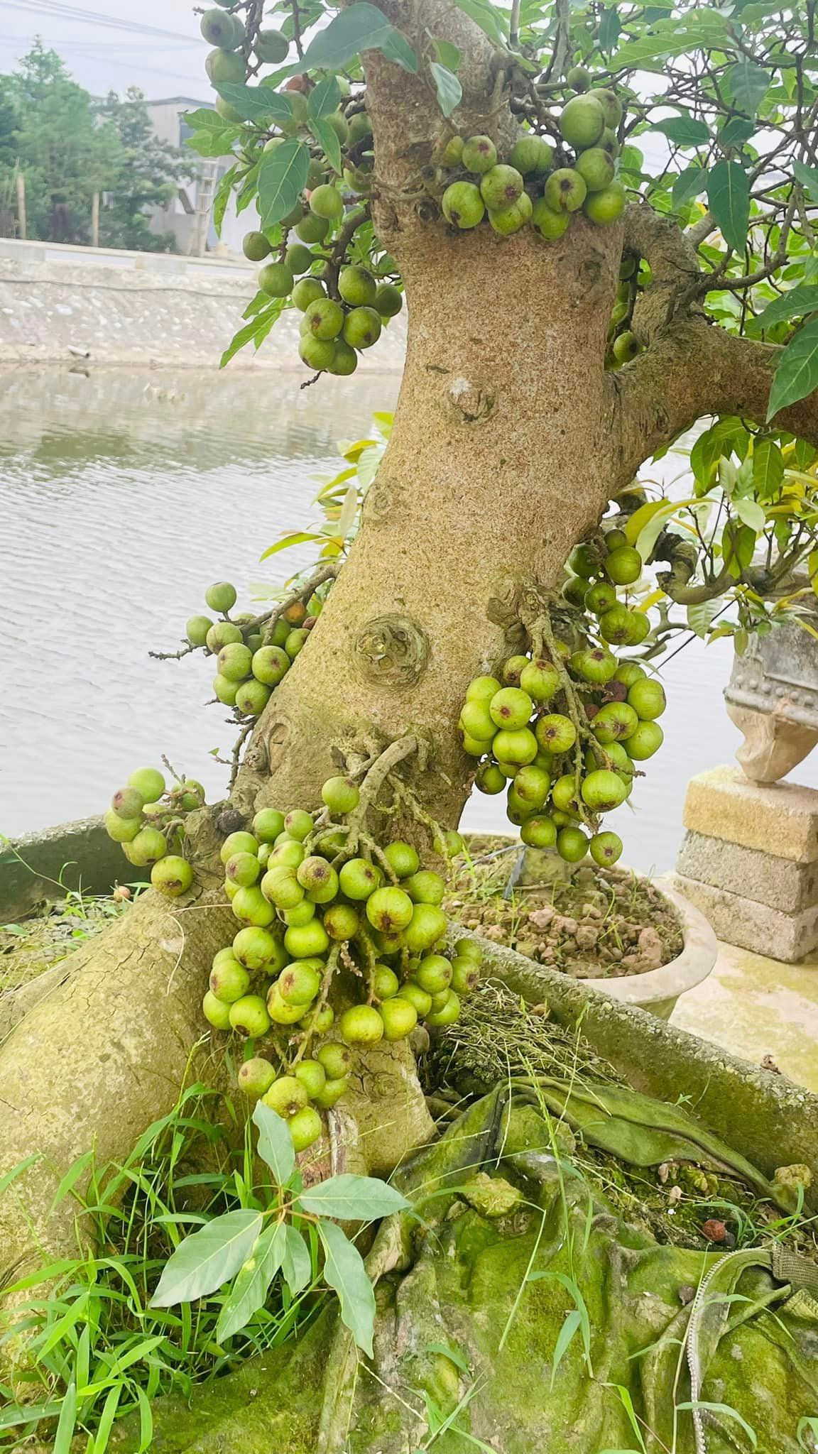 Sung nếp quả chùm từ gốc tới ngọn trông thích mắt. Ảnh: Facebook