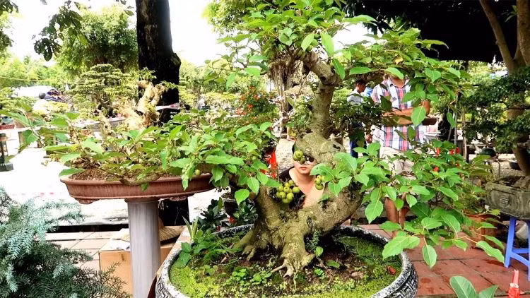  Sung bonsai dáng trực với nhiều tán tròn nhỏ được sắp xếp theo kiểu tầng lá. Ảnh: Hoacanhquangvy