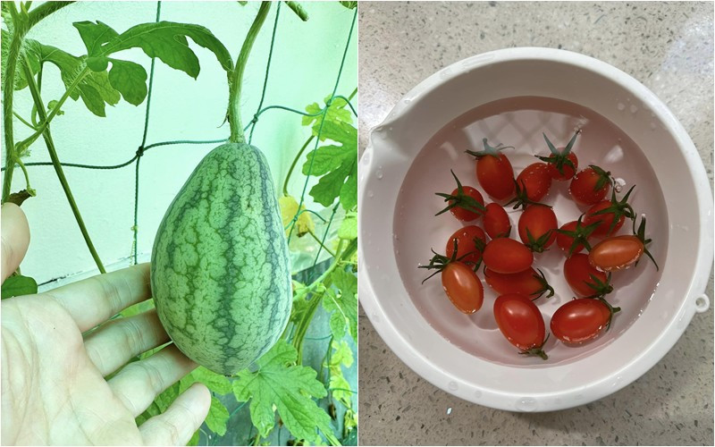 Nữ MC trồng nhiều rau củ quả vừa làm đẹp không gian, vừa có thực phẩm sạch cho gia đình.