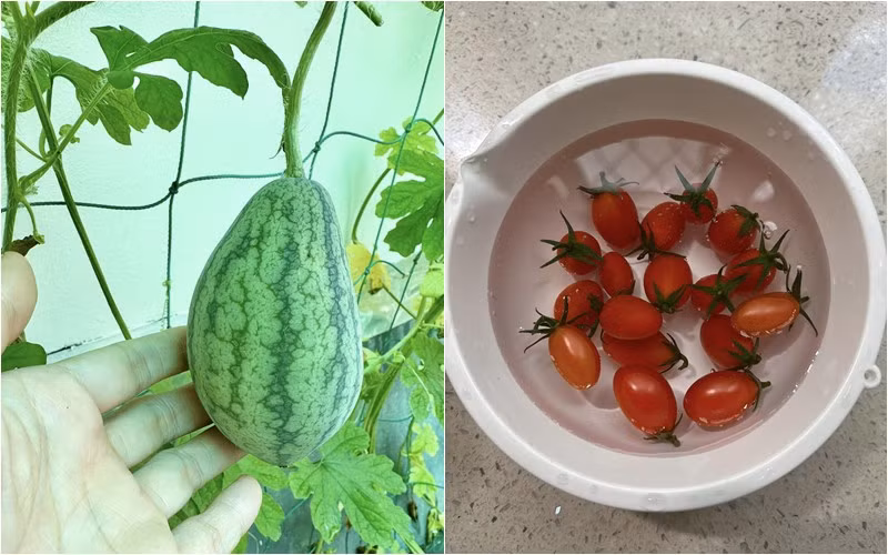 Nữ MC trồng nhiều rau củ quả vừa làm đẹp không gian, vừa có thực phẩm sạch cho gia đình.