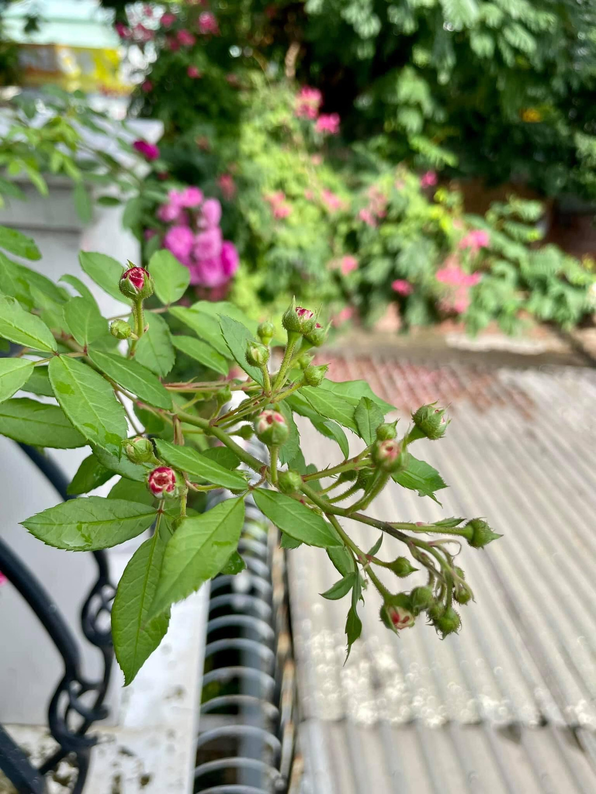 MC Thanh Thảo cũng khoe từng chồi non, nụ và hoa đang nở rộ trong khu vườn xinh xắn sau cơn mưa.