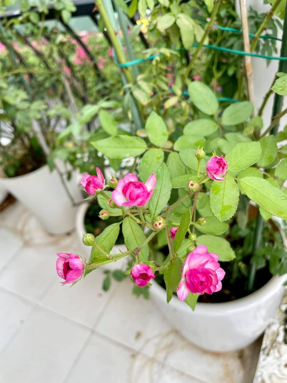 Từng khóm hoa đua nhau khoe sắc trong sân vườn.