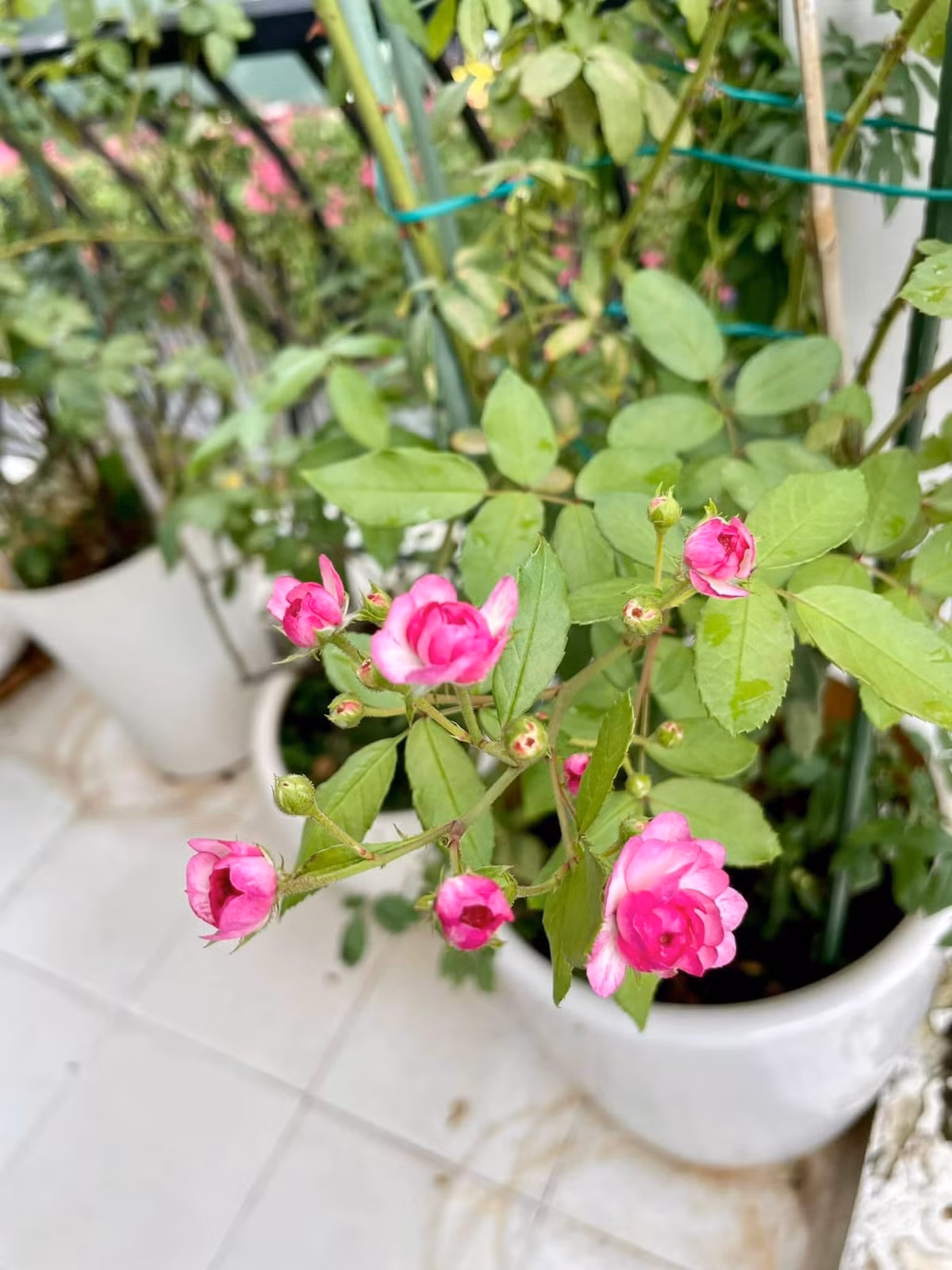 Từng khóm hoa đua nhau khoe sắc trong sân vườn.