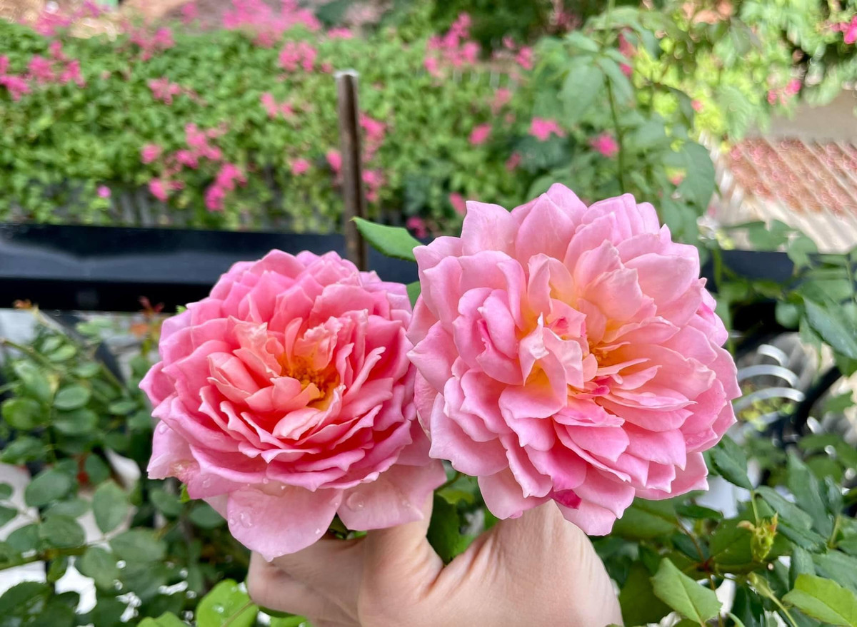 Bông hồng nở to, rực rỡ khiến khán giả xuýt xoa.