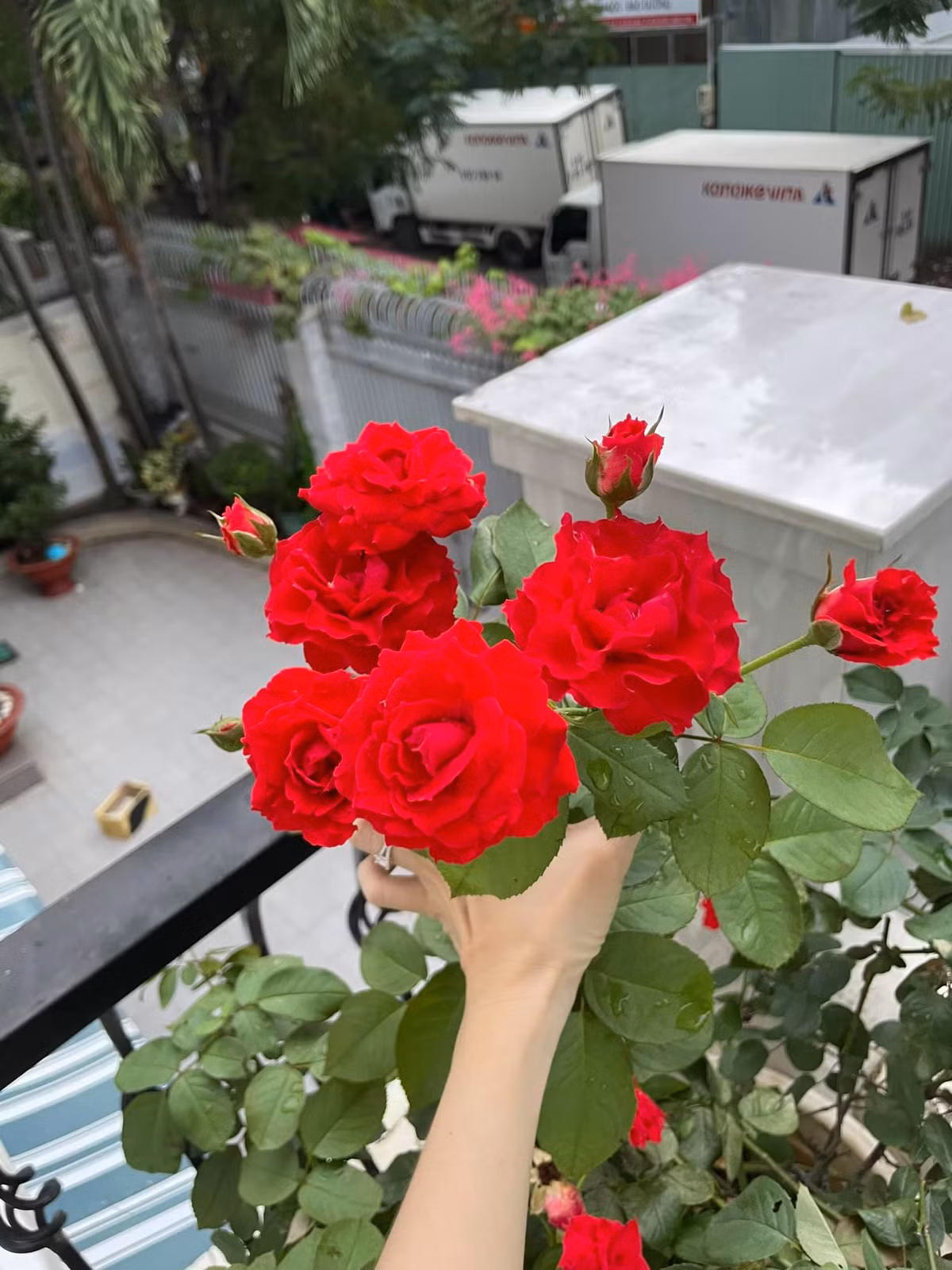 Khóm hồng nở đỏ rực một góc ban công.