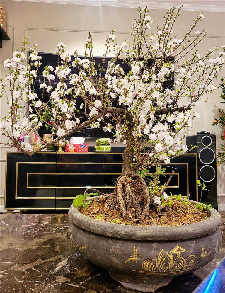 Ngoài ra còn có cả chậu mai trắng tô điểm thêm cho ngày Tết.