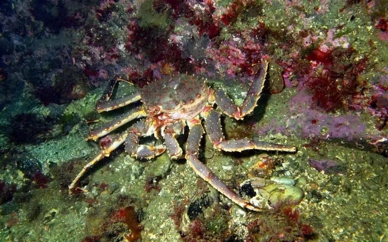 Một yếu tố khác khiến cua hoàng đế luôn đắt đỏ là chúng được đánh bắt hoàn toàn trong tự nhiên. Những sinh vật này sống trong môi trường đại dương sâu thẳm và có thể mất hàng thập kỷ để đạt được kích thước như lúc thu hoạch. Ảnh: Themostexpensive