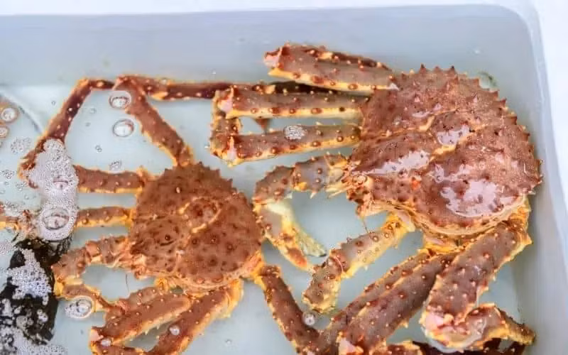 Vận chuyển hải sản tươi sống thực sự khó khăn. Cua hoàng đế cần một bể nước mặn lạnh để sống. Chúng cũng có chế độ ăn kiêng cao, vì con trưởng thành chủ yếu ăn thịt. Ảnh: Getty