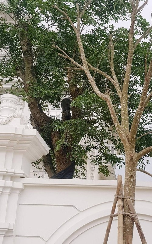 Nhiều cây gỗ quý, cây ăn quả được đưa về trồng 4 phía tạo nên giá trị cho căn nhà. Ảnh: Baovephapluat