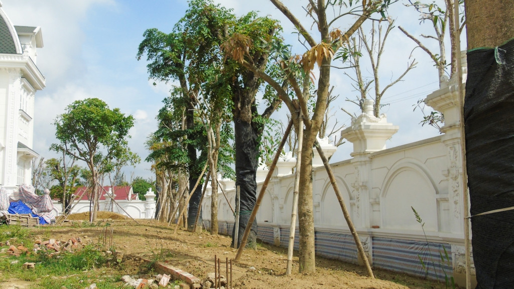 Bên trong khuôn viên biệt thự cũng được trồng những cây lớn. Ảnh: Doanh nghiệp &amp; Kinh doanh