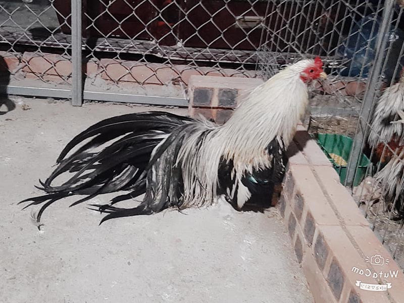 Điểm nổi bật của giống gà tre Tân Châu là bộ lông mượt, màu sắc sặc sỡ, chân có móng, vảy. Ảnh: Kimhomes