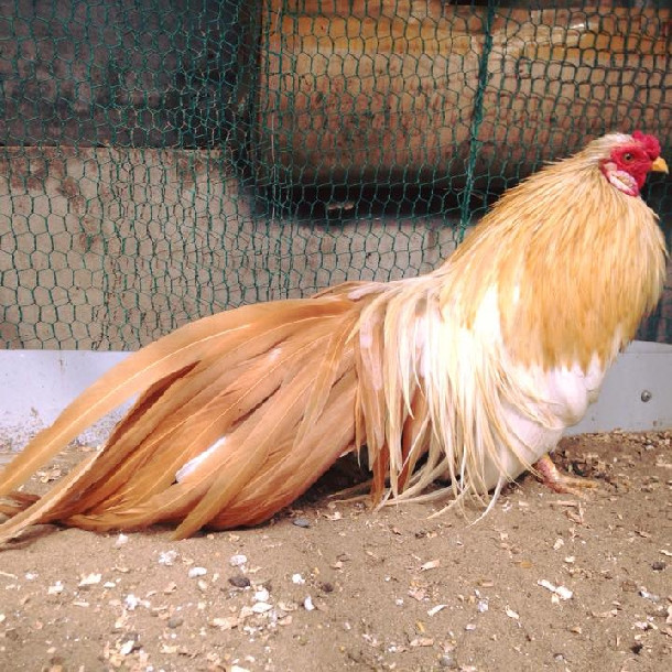 Mặc dù không có giá trị thương phẩm nhưng gà Tân Châu lại có giá trị về kinh tế vì được nhiều người lựa chọn mua về làm cảnh. Ảnh: Traigiongthuha