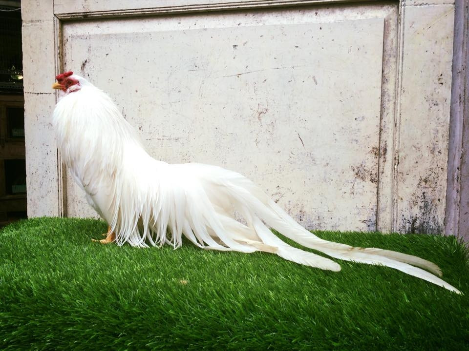 Ngoài màu lông đẹp mắt, dáng đứng oai vệ, gà trống còn nổi bật bởi tiếng gáy vang xa và cao vút. Ảnh: Facebook