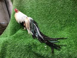 Việc chăm sóc gà tre Tân Châu không quá khó nhưng để có giá bán cao, người nuôi phải tỉ mẩm trong từng bước như bổ sung vitamin có trong rau xanh, cho gà tắm nắng hoặc tắm cát.... Ảnh: Tragatre