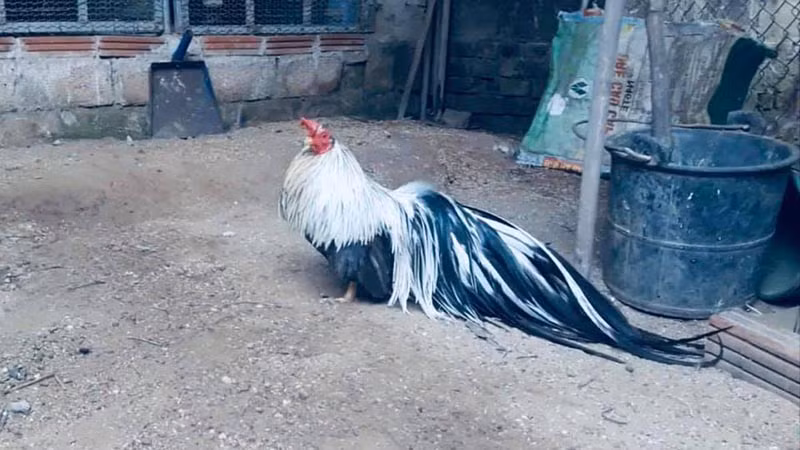 Giống gà này có vóc dáng giống với gà rừng, tương đối nhỏ con, trọng lượng tối đa chỉ 700 - 800g đối với con trống, 600 - 700 đối với con mái. Ảnh: Kimhomes