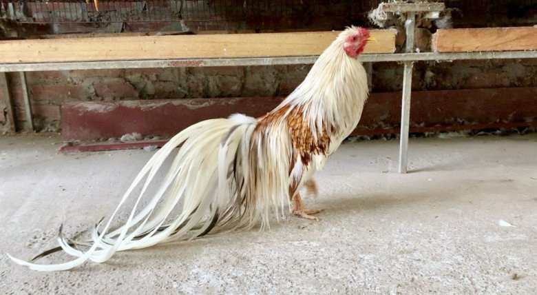 Tuỳ vào màu lông và ngoại hình từng con mà giống gà Tân Châu có giá thành khác nhau, dao động từ vài triệu đến vài chục triệu đồng. Ảnh: Facebook