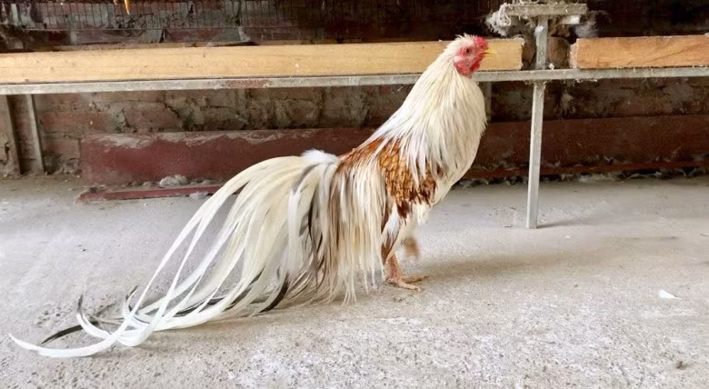 Tuỳ vào màu lông và ngoại hình từng con mà giống gà Tân Châu có giá thành khác nhau, dao động từ vài triệu đến vài chục triệu đồng. Ảnh: Facebook