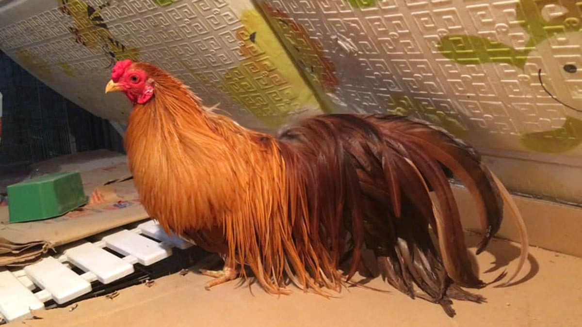 Những năm gần đây, gà tre Tân Châu được giới đam mê gà cảnh ưa chuộng bởi vẻ ngoài độc đáo và sang trọng. Ảnh: Kimhomes