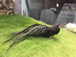 Một chú gà Tân Châu được đánh giá là đẹp phải đáp ứng các tiêu chính như vóc dáng cân đối, lông bờm ở cổ dày, che lấp gần như toàn bộ phần cổ, lông đuôi không chỉ đáp ứng yêu cầu càng dài càng tốt mà cần phải có độ dày, độ cong.... Ảnh: Tragatre