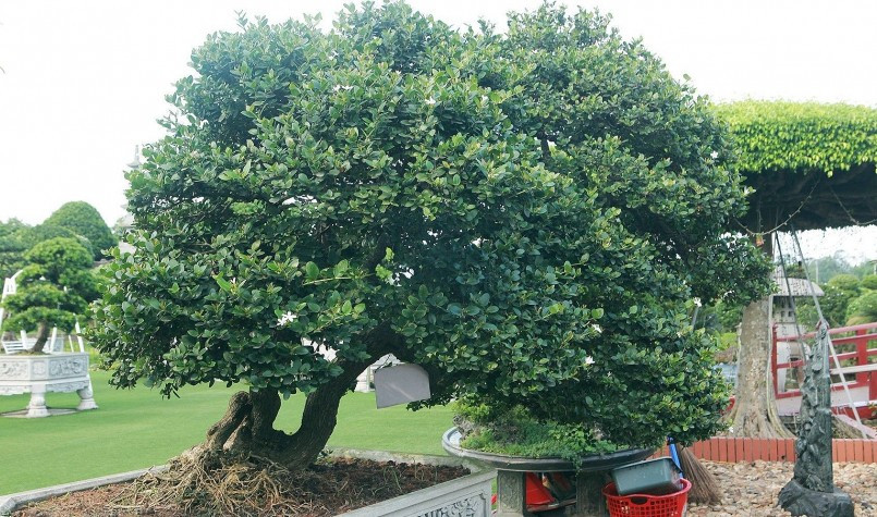 Cây sơ ri Mỹ được ông Dũng mua tại Triển lãm bonsai Châu Á - Thái Bình Dương năm 2017 – cây đoạt giải vàng tại Triển lãm với giá hàng trăm triệu đồng. Ảnh: Dân Việt