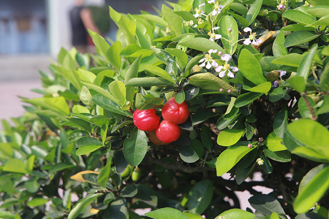 Khi còn non, quả sơ ri màu xanh sáng và khi chín sẽ chuyển sang màu vàng đến đỏ cam bắt mắt. Ảnh: Dân Việt