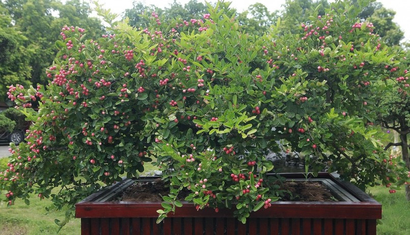 Quả sơ ri có hình dạng tròn, mọc thành từng cụm 2 - 3 quả, đều khắp cây. Ảnh: Dân Việt