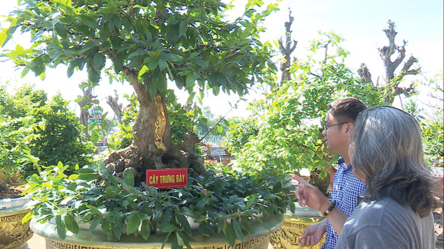 Ông Đông cho biết, cây mai vốn dĩ trên thân có vết sẹo lớn. Thay vì tự ti về vết sẹo, ông nảy ra ý tưởng tạo hình kiểu chữ thư pháp sau đó dát thêm 9 chỉ vàng SJC. Ảnh: Baodongthap