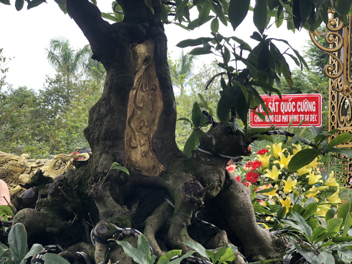 Theo ông Đông, tổ chức Kỷ lục đánh giá cây mai Tuệ - Sâm không chỉ đặc biệt khi dát vàng 9999 mà bộ đế của cây có hình dáng đẹp mắt như một đứa bé được ôm trong lòng mẹ. Ảnh: Kyluc