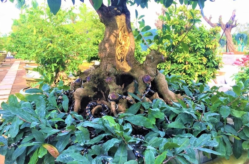 Trên bệ thân mẹ mọc ra một nhánh mà chủ nhân của cây mai thường ví von với hình tượng “Lão mai sinh quý tử”. Ảnh: Dân trí