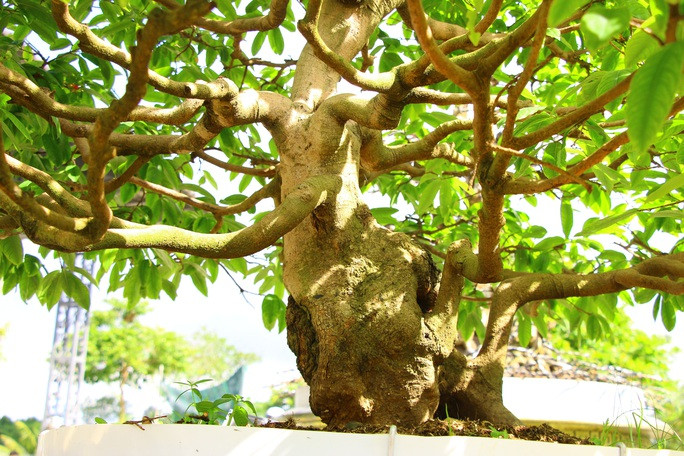 Một số khách đam mê mai vàng từng trả giá khoảng 2 tỷ đồng nhưng ông Đông không bán. Ảnh: Người lao động