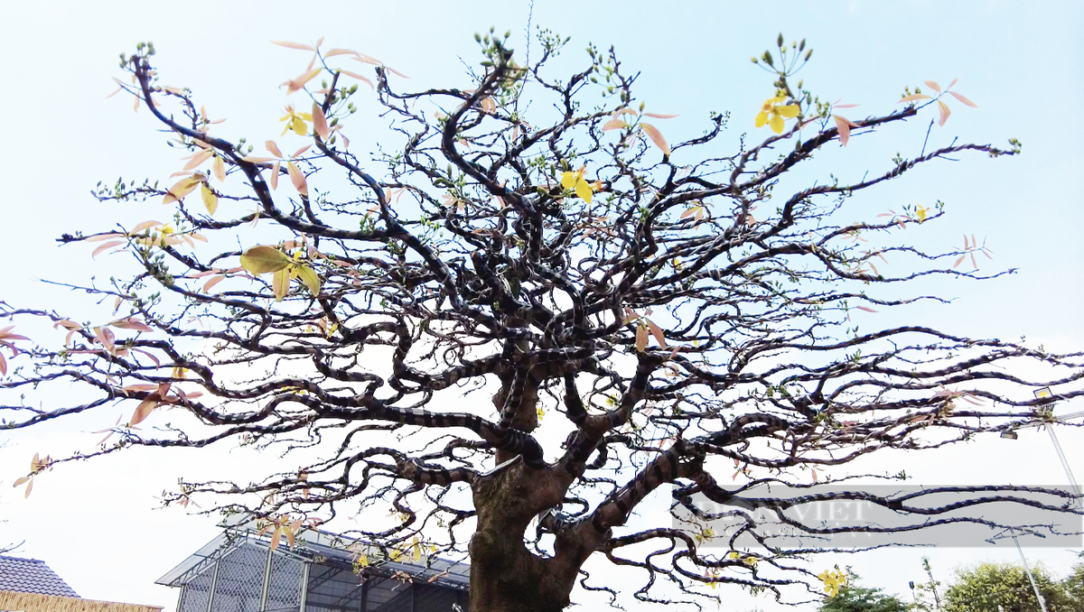 Nhờ đó, chủ nhân tạo phần gốc cây như một mâm vàng, ở trên là tháp vàng. Ảnh: Dân Việt