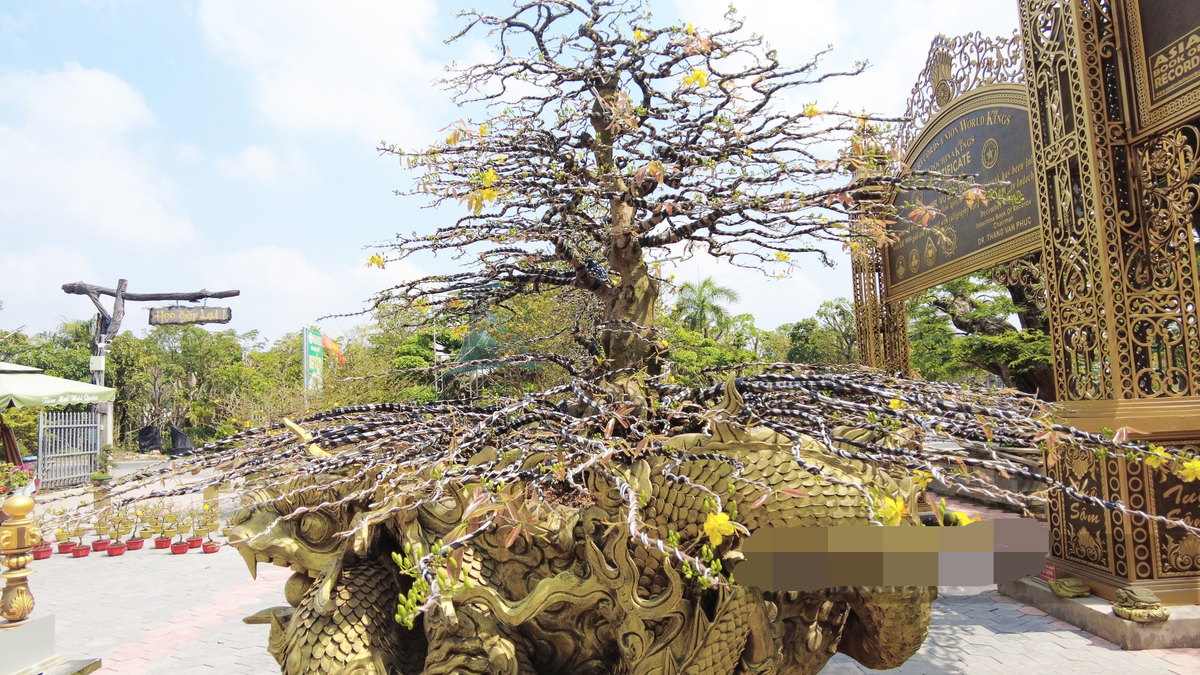 Phần cành ở gốc cây mai khi Tết, lặt lá xong như một mâm vàng, phần trên như một mâm xôi. Ảnh: Dân Việt