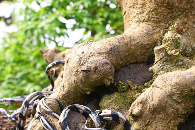 Phần gốc của cây mai có rất nhiều cục u lớn. Ảnh: Người lao động