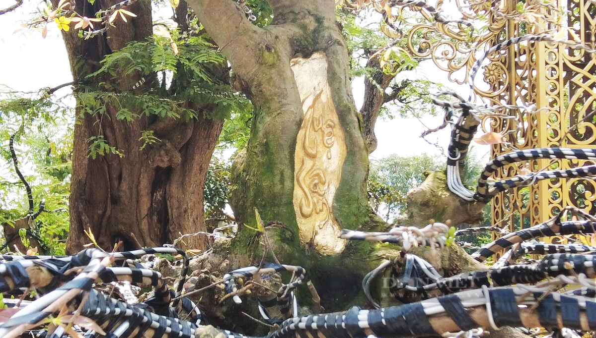 Cây mai dát vàng của ông khắc tên Tuệ Sâm, đạt tiêu chuẩn thẩm mỹ cao bao gồm "Nhất đế, nhì thân, tam cành, tứ nụ". Ảnh: Dân Việt